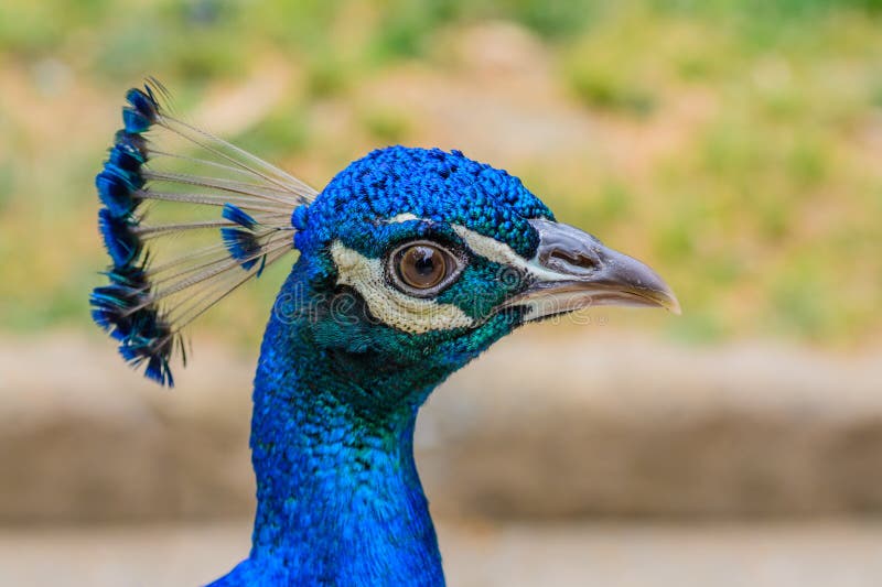 Bright head of Peacock with blue feathers on top. Close-up of male blue peacock head with blurred background stock photos Bright head of Peacock with blue feathers on top. Close-up of male blue peacock head with blurred background stock photos