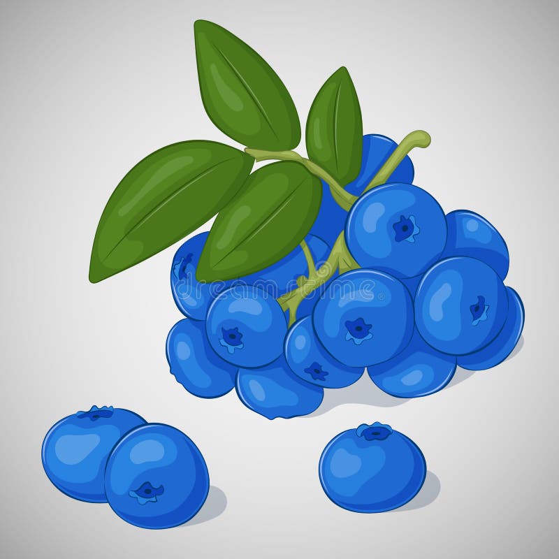 Bright juicy blueberry on grey background. Sweet delicious for your design in cartoon style. Vector illustration. Berries