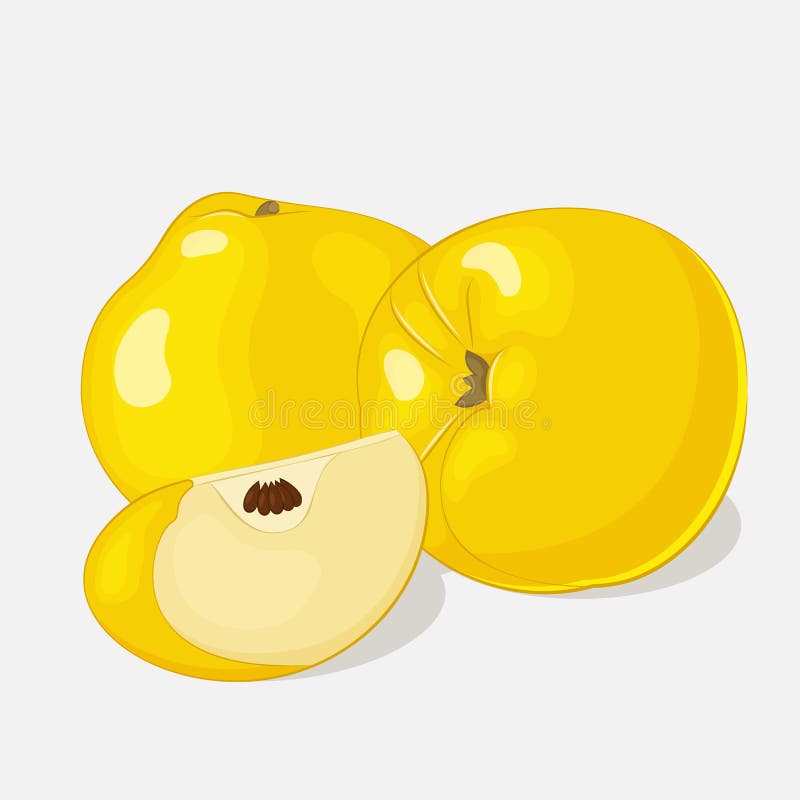Bright juicy quince on grey background. Sweet delicious for your design in cartoon style. Vector illustration. Fruit