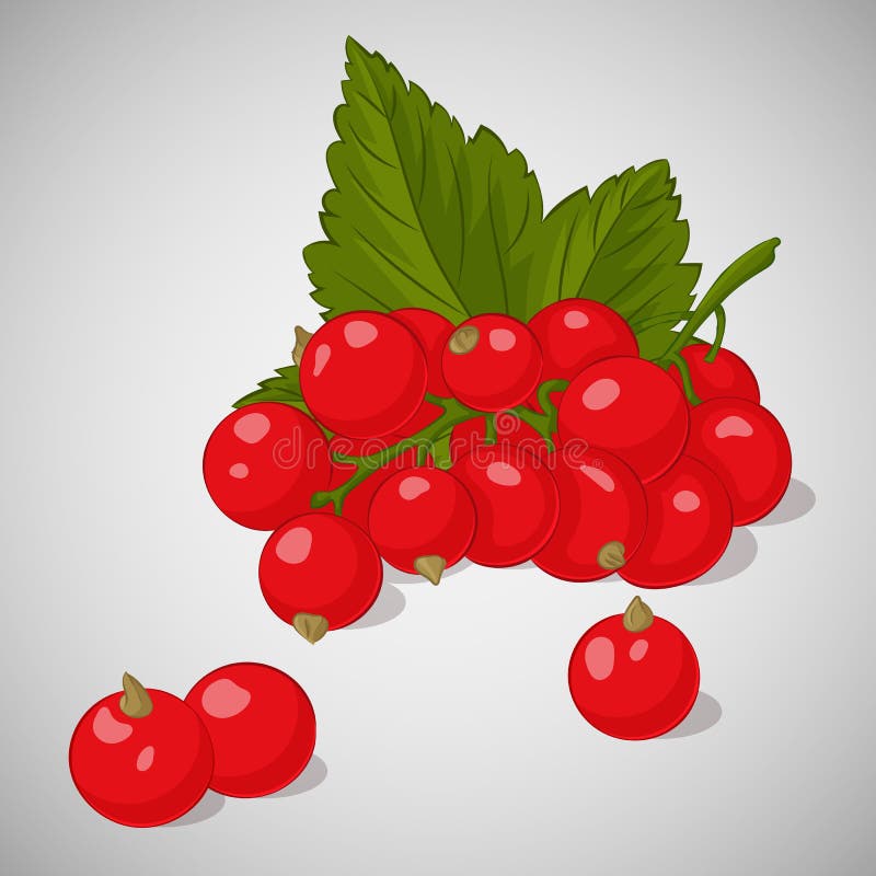 Bright juicy red currant on grey background. Sweet delicious for your design in cartoon style. Vector illustration. Berries Collec