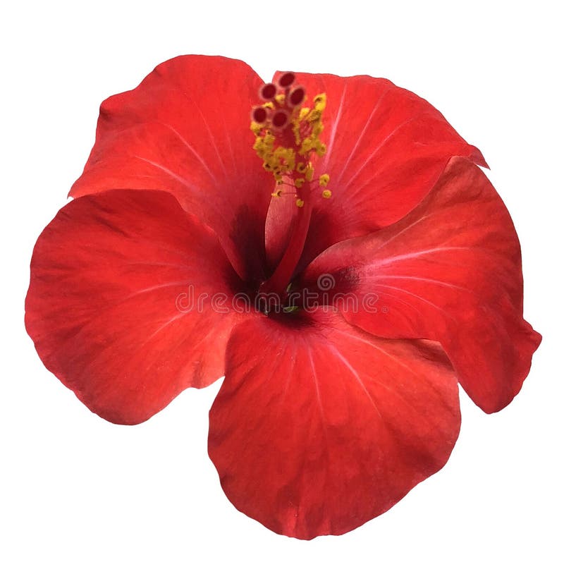 Hibiscus Flower Isolated on White Background,with Clipping Path. Stock ...