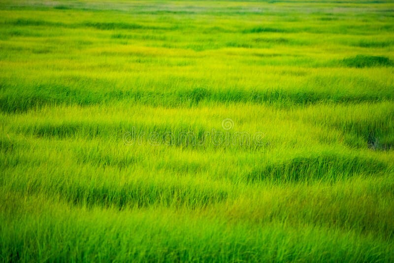 Sea Grass. Bright layers of green sea grass