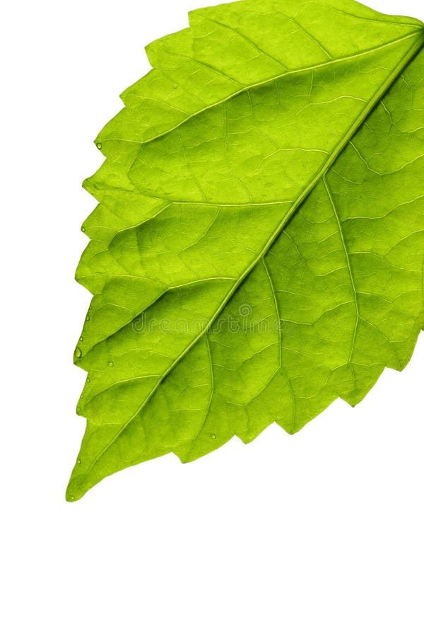 https://thumbs.dreamstime.com/b/bright-leaf-2156635.jpg