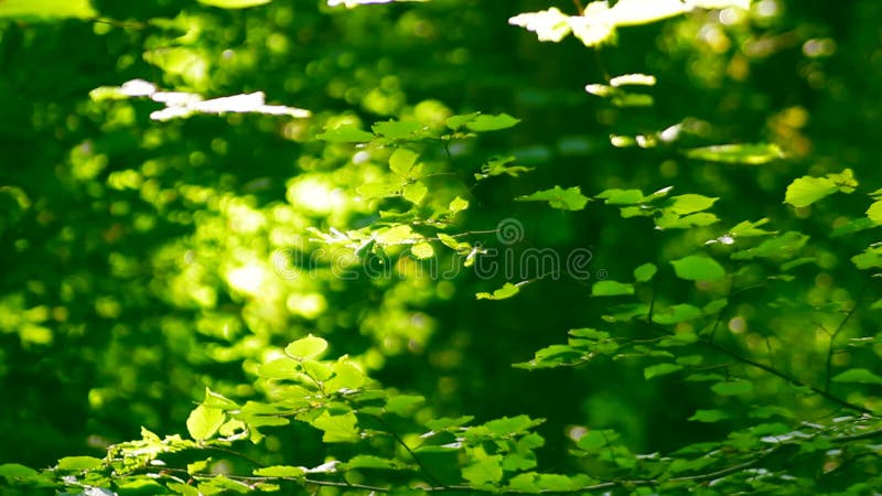 Bright Leaves Of The Trees On A Sunny Day