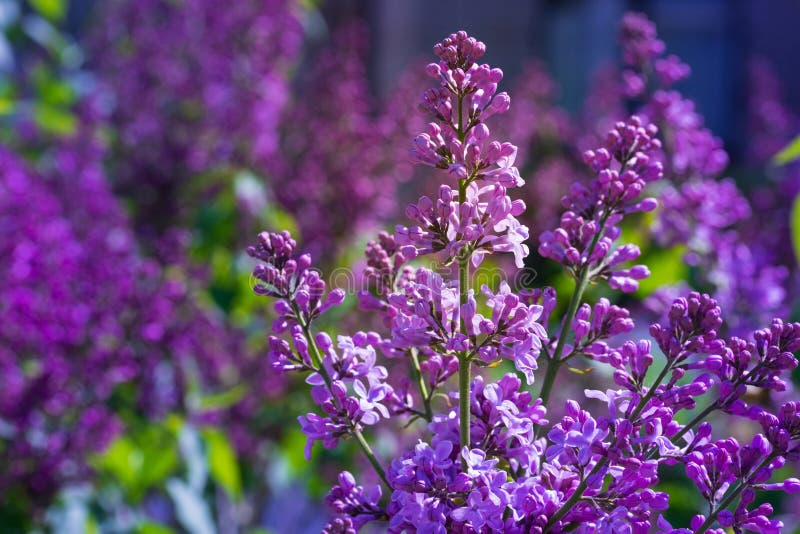 Bright Lilac Bloom on Blue Sky Background Stock Image Image of