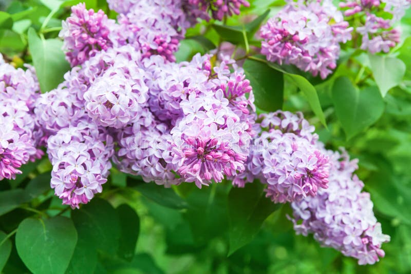 Bright Lilac Flowers, Closeup Photo Stock Image - Image of fresh ...