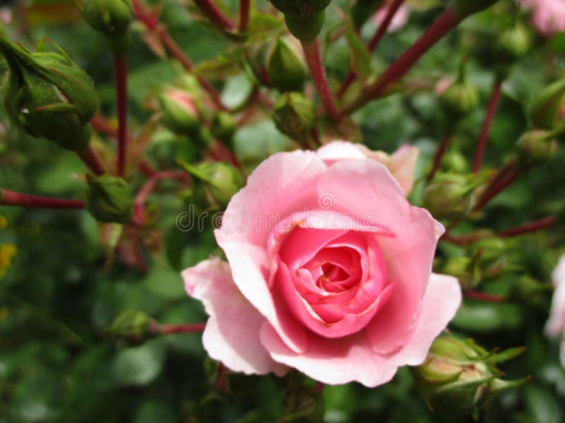 Bright fresh pink bonica rose at Queen Elizabeth Park Rose Garden, Canada, 2018