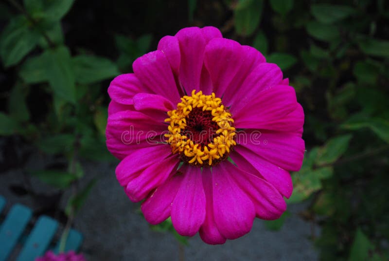 Bright Magenta Flower with yellow middle and dark garden background royalty free stock images Bright Magenta Flower with yellow middle and dark garden background royalty free stock images