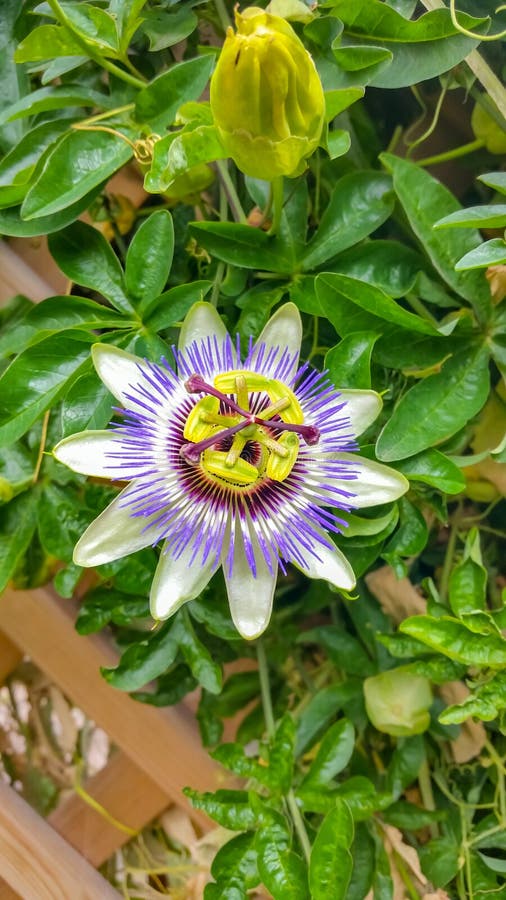 Bright multi-colored flower on the background of green foliage stock photography Bright multi-colored flower on the background of green foliage stock photography