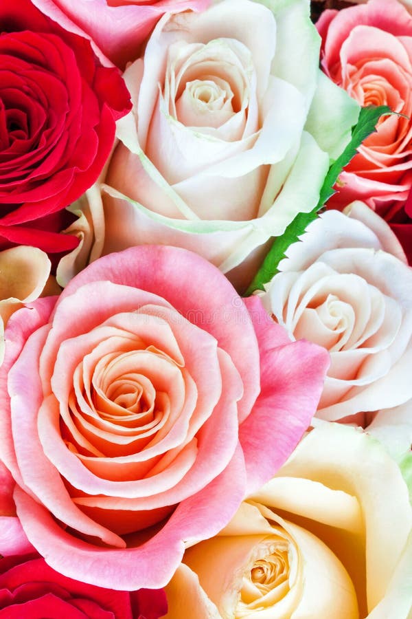 Bright Multicolored Bouquet of Roses. Natural Flowers Stock Photo ...