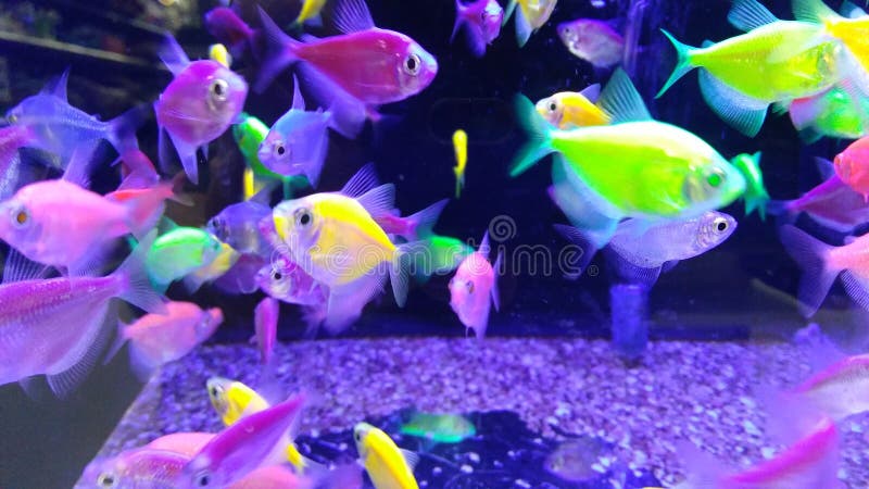 2,123 Bright Neon Fish Stock Photos - Free & Royalty-Free Stock