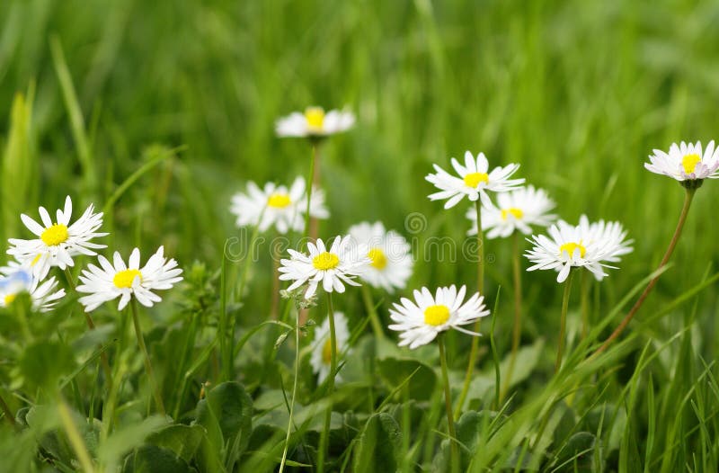 Bright nice summer meadow