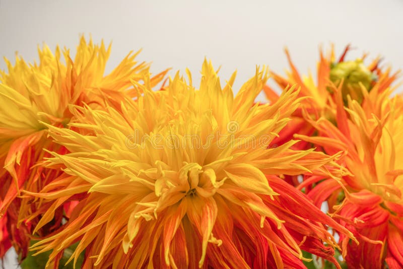 Bright Orange Autumn Flowers As Background Stock Image Image of plant