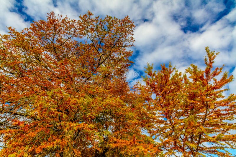Bright Orange Cypress Leaves Glowing in the Fall Sun stock images Bright Orange Cypress Leaves Glowing in the Fall Sun stock images