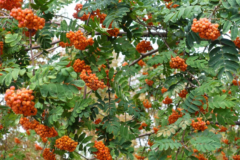 Bright Orange Berries on Branches of Rowan Stock Photo - Image of ...