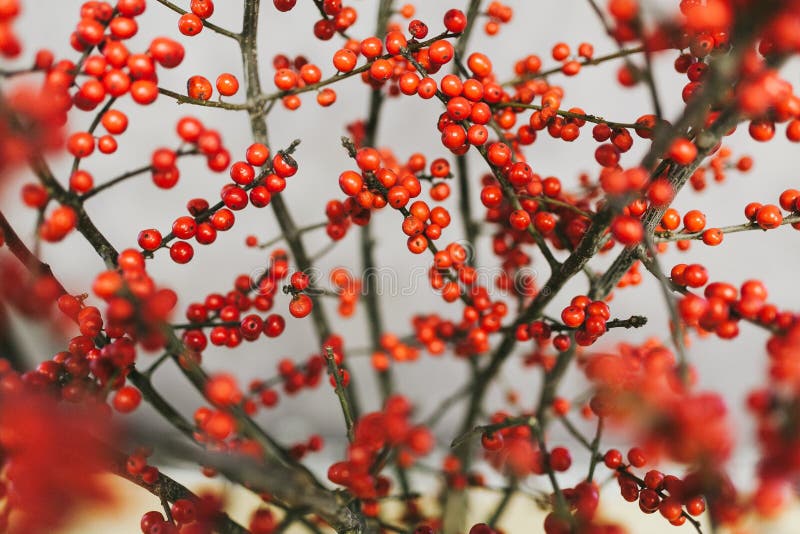 Bright Orange Berries on the Branches of a Tree Stock Photo Image of