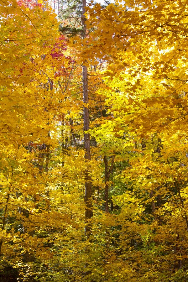 Bright Orange Color Foliage in White Mountains