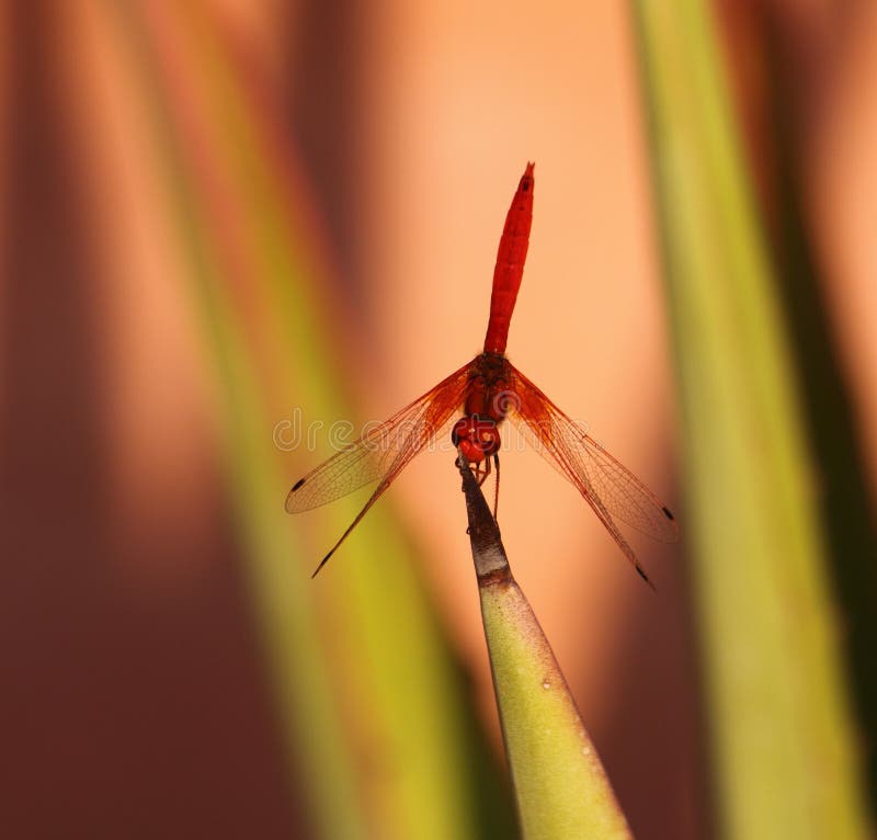 Bright Orange Dragon Fly stock photo. Image of macro - 38620892