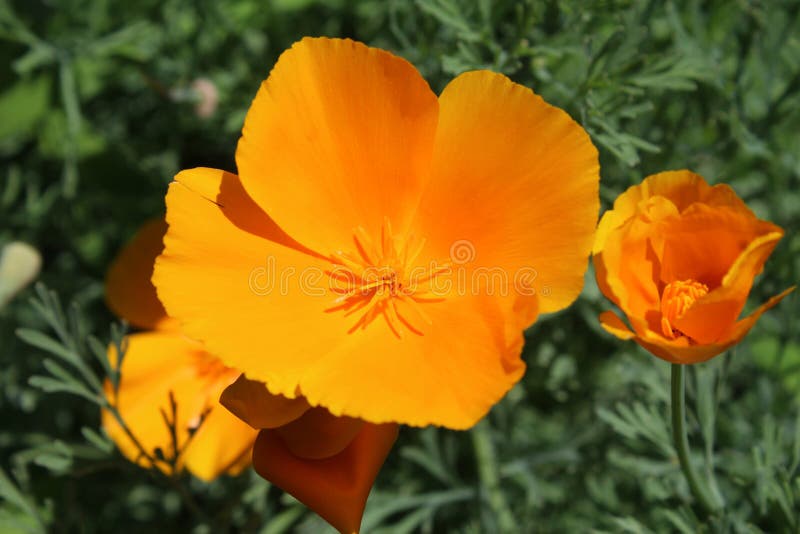 Bright Orange Escholzia californica Flowers fotografia stock Bright Orange Escholzia californica Flowers fotografia stock
