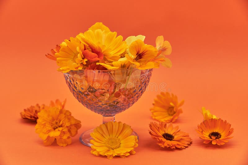 Bright Orange Flowers in a Blue Vase on an Orange Background Stock