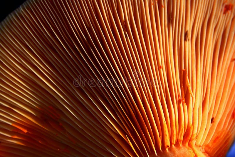 Bright orange gills on cap botoom of Saffron Milk-cap, also called Red Pine Mushroom, latin name Lactarius Deliciosus.