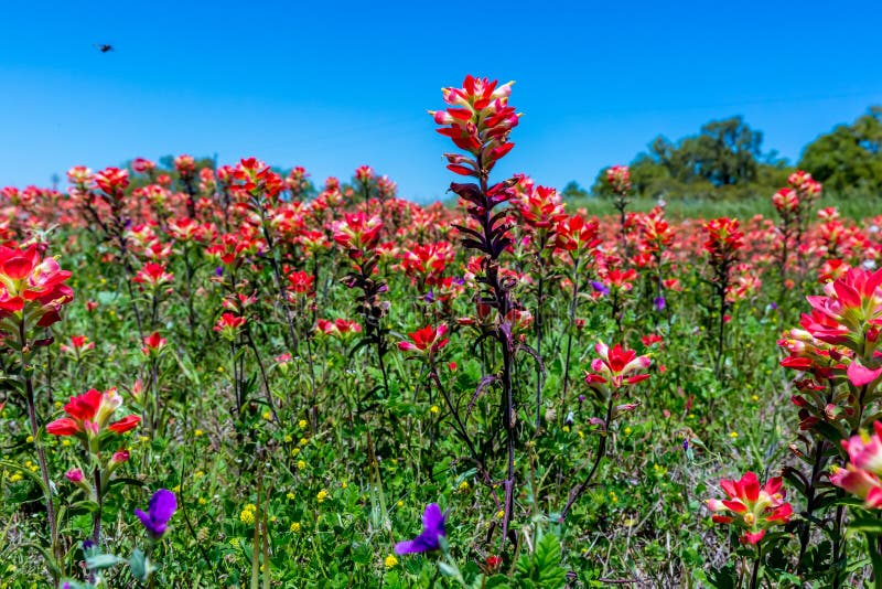 Bright Orange Indian Paintbrush Wildflowers in Texas stock images Bright Orange Indian Paintbrush Wildflowers in Texas stock images