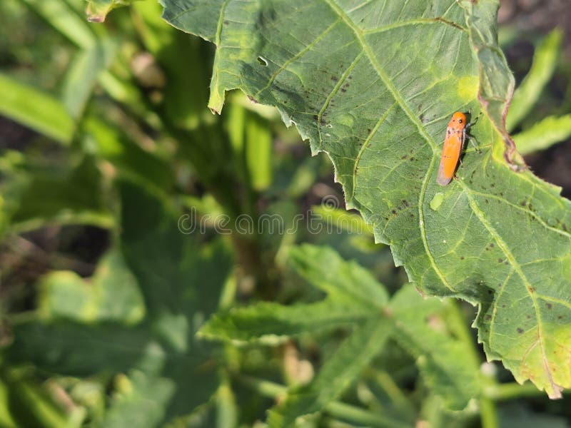 A macro shot of a tiny bright orange insect with black spots resting on a large royalty free stock images