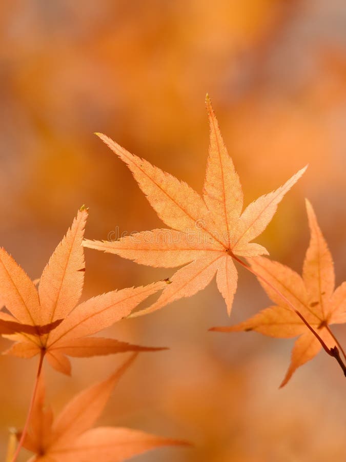 Bright orange Japanese maple leaves in autumn.