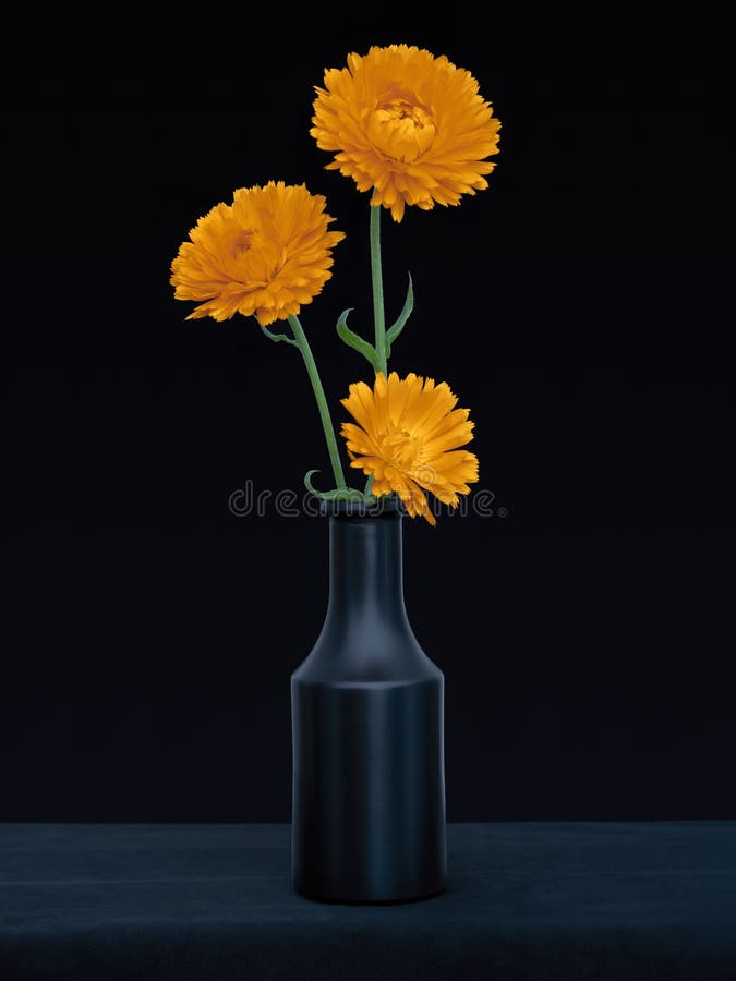 https://thumbs.dreamstime.com/b/bright-orange-marigold-flowers-calendula-officinalis-against-deep-blue-background-edible-medicinal-herb-still-life-dark-three-147726296.jpg