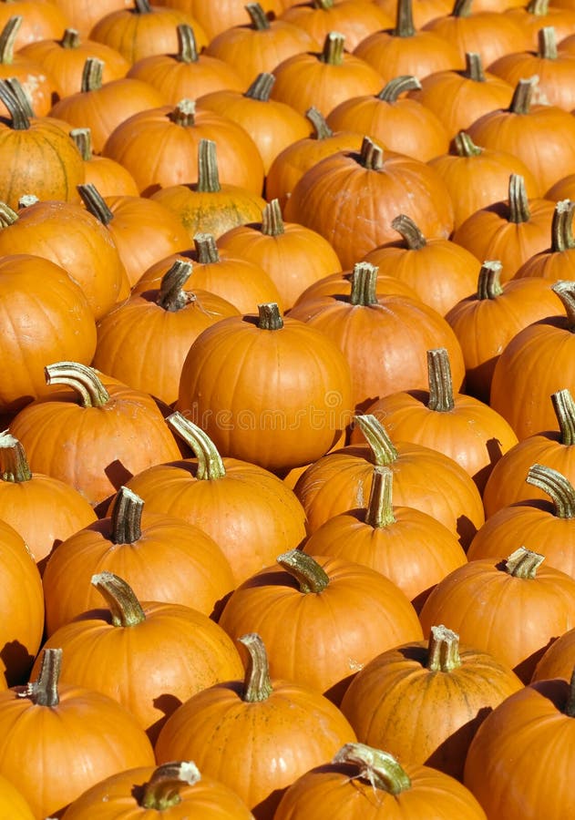 Bright orange pumpkin collection