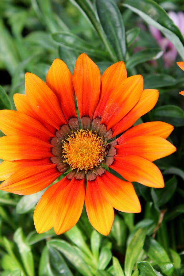 Bright Orange and Red Flower Tucked into Greenery of Plants in Garden ...