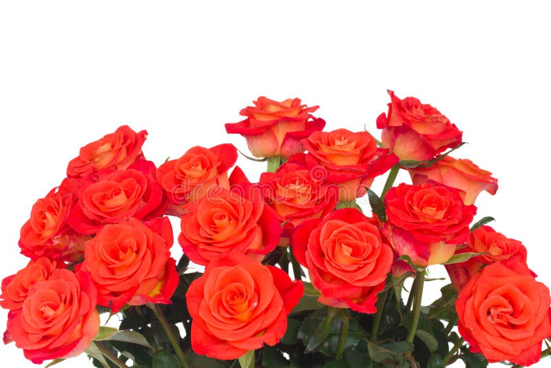 Bright orange roses buds