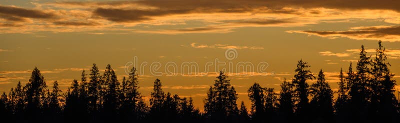 Bright orange sunset sky filled with clouds and a silhouetted tree line, as a nature background