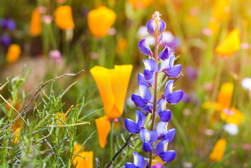 Bright orange vibrant vivid golden California poppies, seasonal spring native plant, wildflower in bloom close up purple lupine