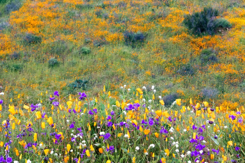 Bright orange vibrant vivid golden California poppies, seasonal spring native plants wildflowers in bloom