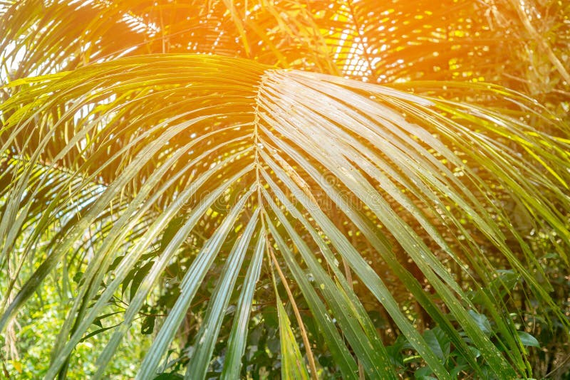 Bright Palm Leaves. stock photo. Image of branch, climate - 115918970