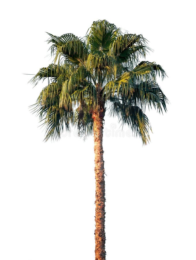 Bright palm tree isolated on white