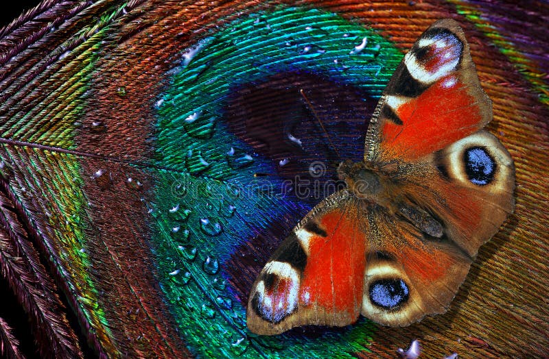 Bright peacock butterfly on a colorful peacock feather in water drops. close up.