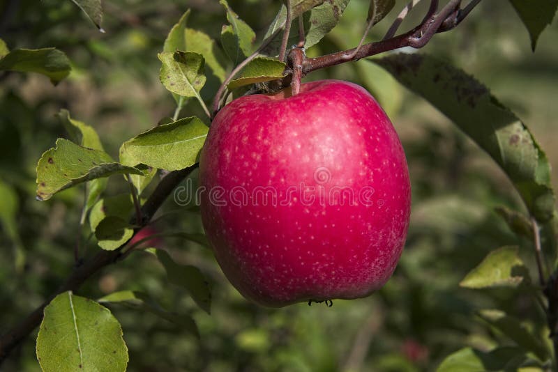 Perfect Pink Lady Apple on Branch