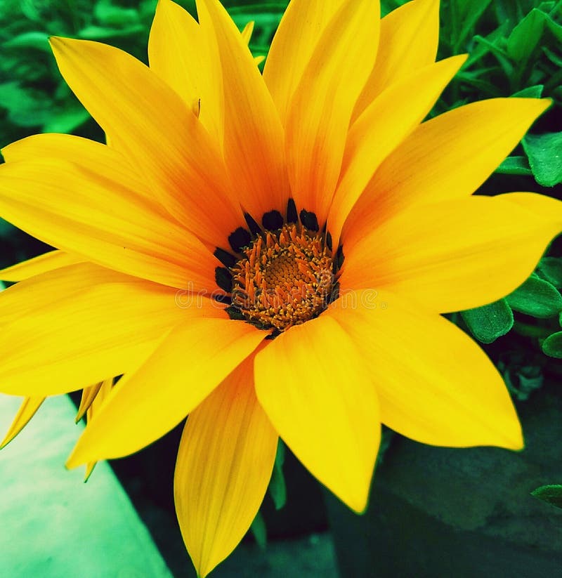 Bright petals stock image. Image of nature, beauty, flowers 152193167