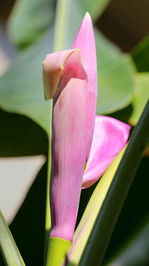Bright photo banana royalty free stock image