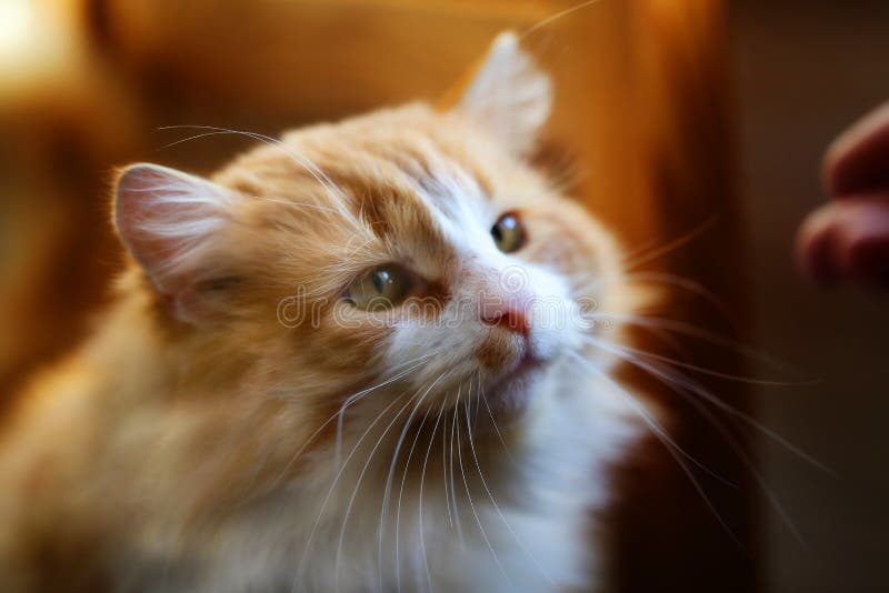 Bright photo orange portrait of a cat royalty free stock image