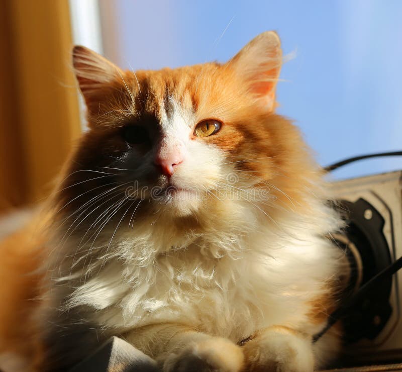Bright photo orange portrait of a cat royalty free stock image