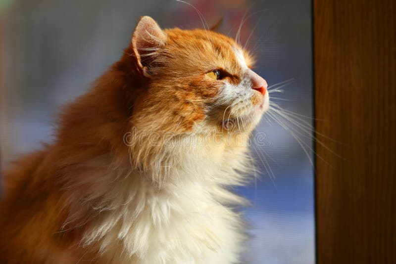 Bright photo orange portrait of a cat stock image