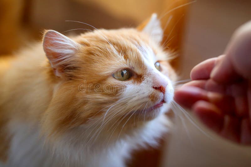 Bright photo orange portrait of a cat stock photography