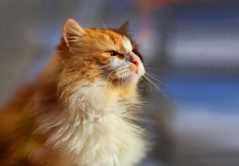 Bright photo orange portrait of a cat royalty free stock photo
