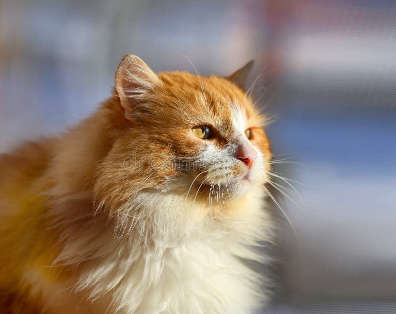 Bright photo orange portrait of a cat royalty free stock image