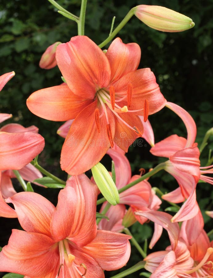 Growing Asiatic Lilies stock photo. Image of lilies, beginning 13555386