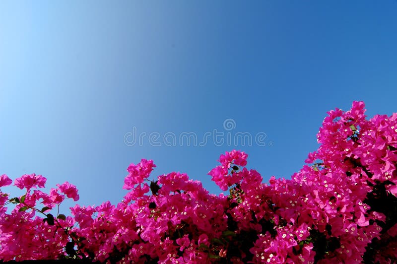 Bright Pink Bougainvillea royalty free stock images