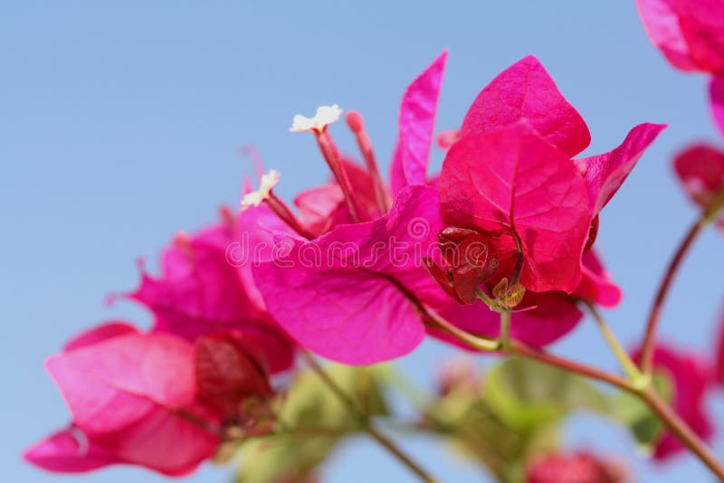 Bright Pink Bougainvillea stock images